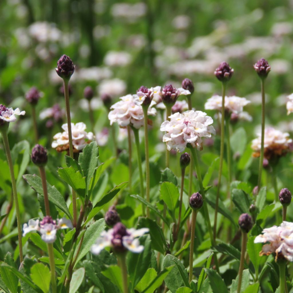 Phyla nodiflora var. canescens - Capeweed