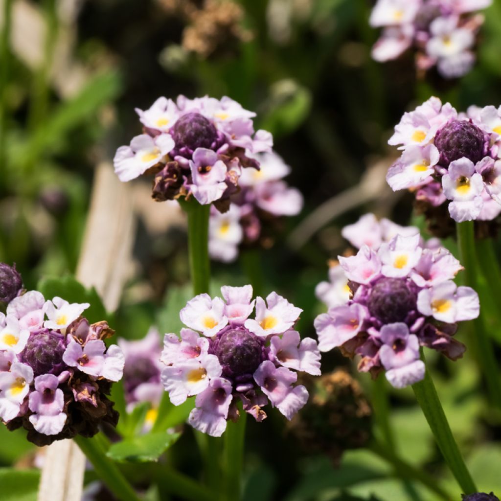 Phyla nodiflora var. canescens - Capeweed