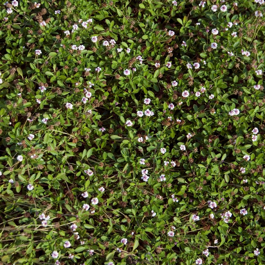 Phyla nodiflora var. canescens - Capeweed