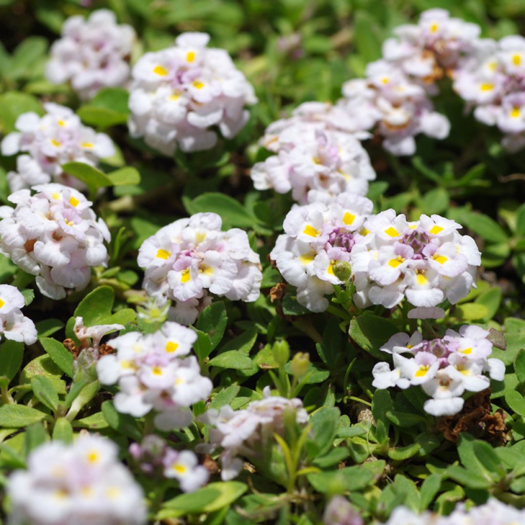 Phyla nodiflora var. canescens - Capeweed