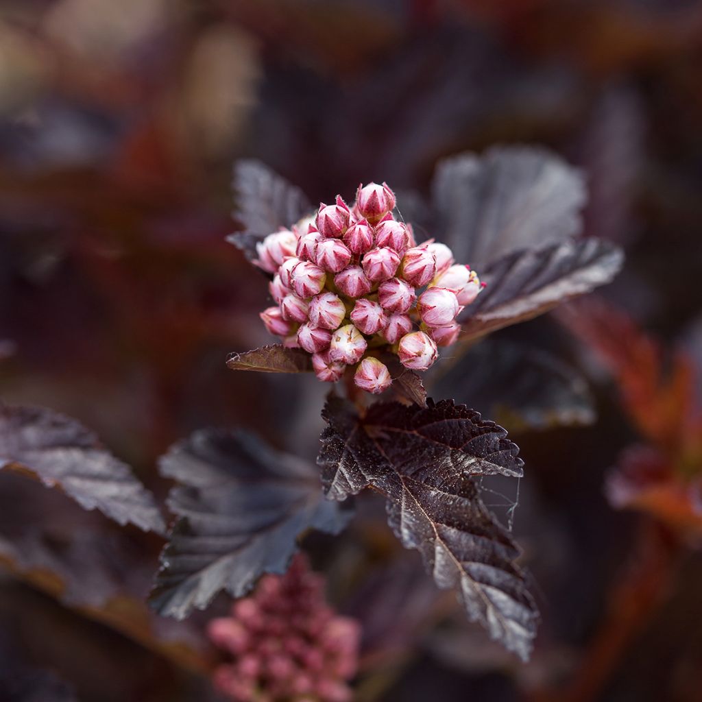 Physocarpus opulifolius Fireside 'UMN Harpell' First Editions® - Ninebark