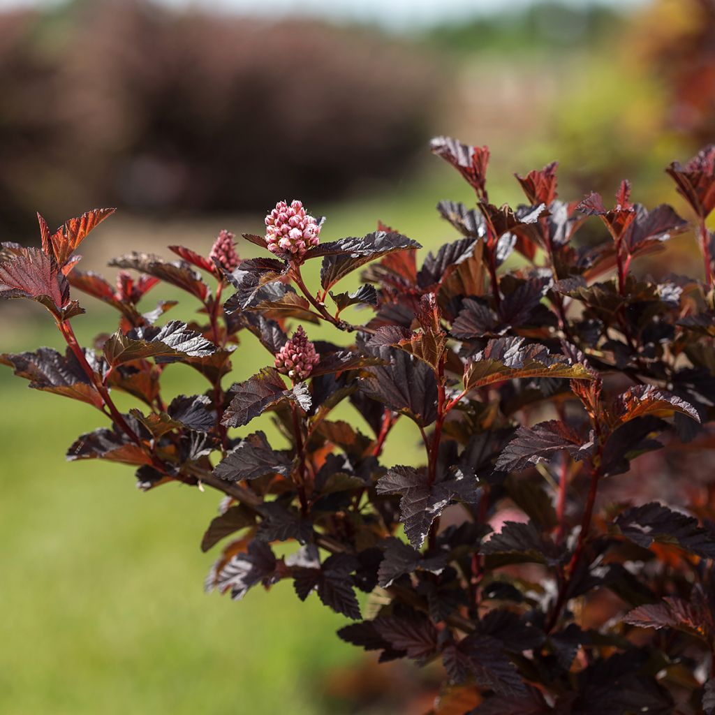 Physocarpus opulifolius Fireside 'UMN Harpell' First Editions® - Ninebark