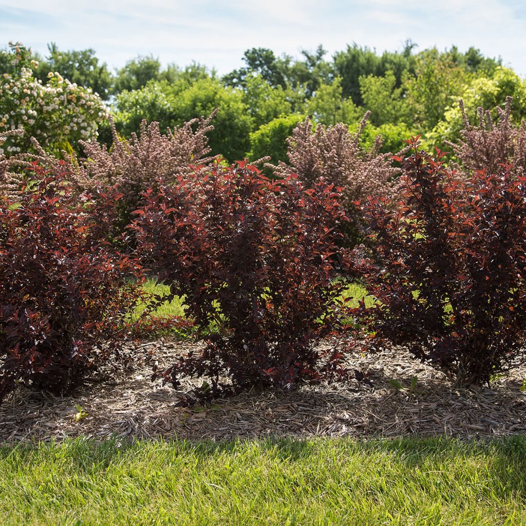 Physocarpus opulifolius Fireside 'UMN Harpell' First Editions® - Ninebark