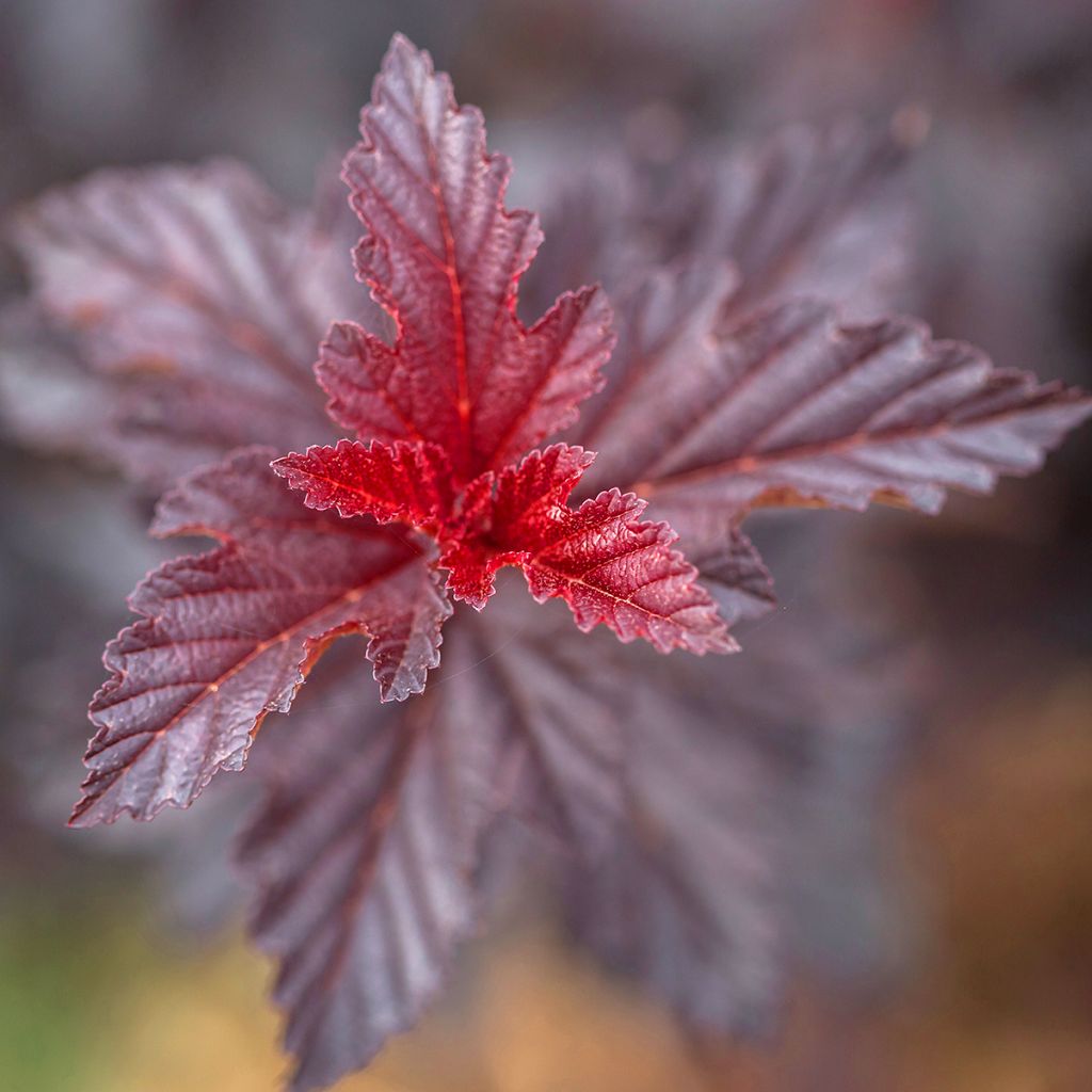 Physocarpus opulifolius Fireside 'UMN Harpell' First Editions® - Ninebark