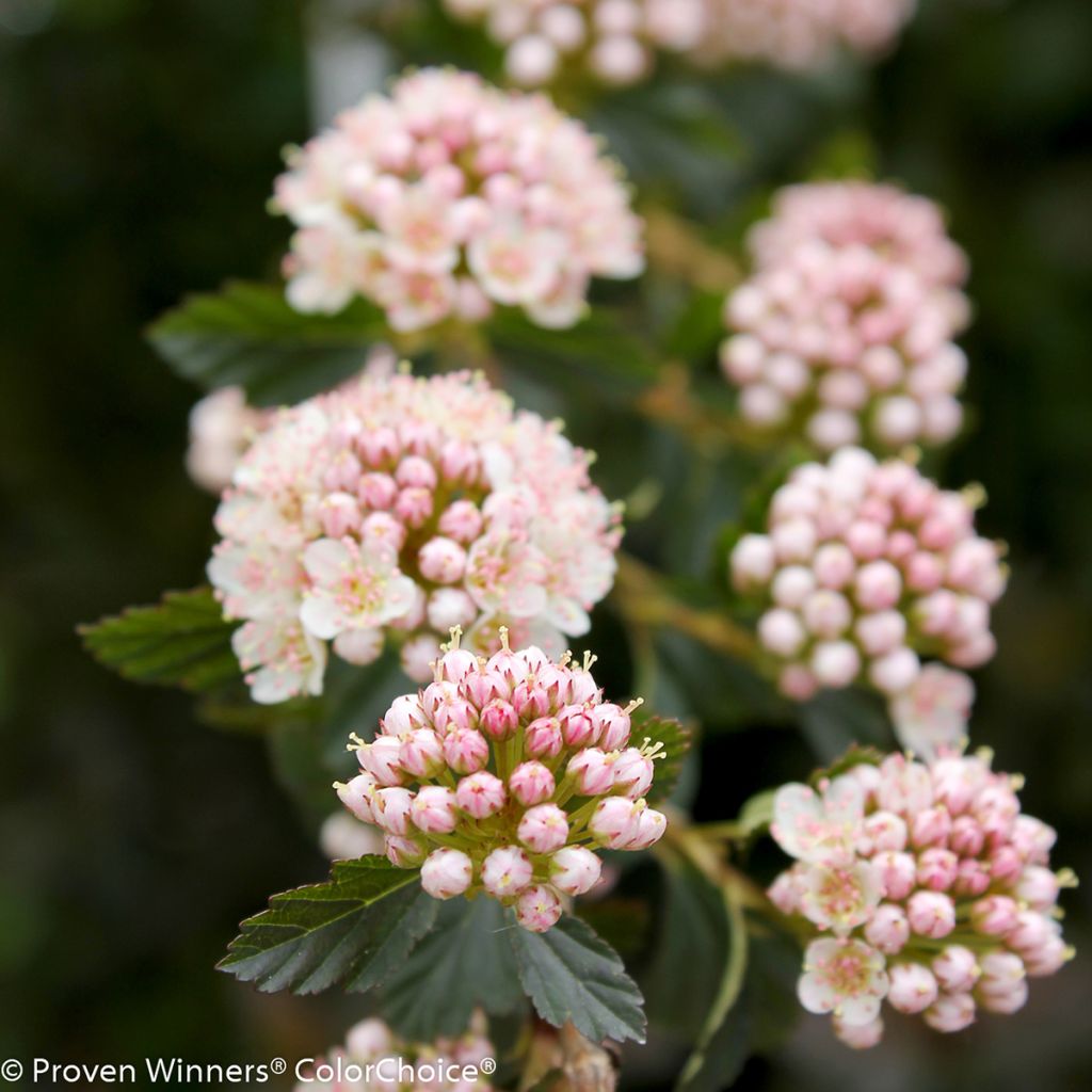 Physocarpus opulifolius Tiny Wine - Proven Winners - Ninebark