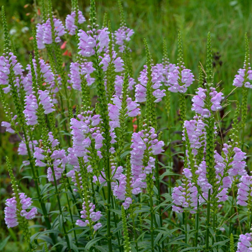 Physostegia virginiana Bouquet Rose - Obedient Plant