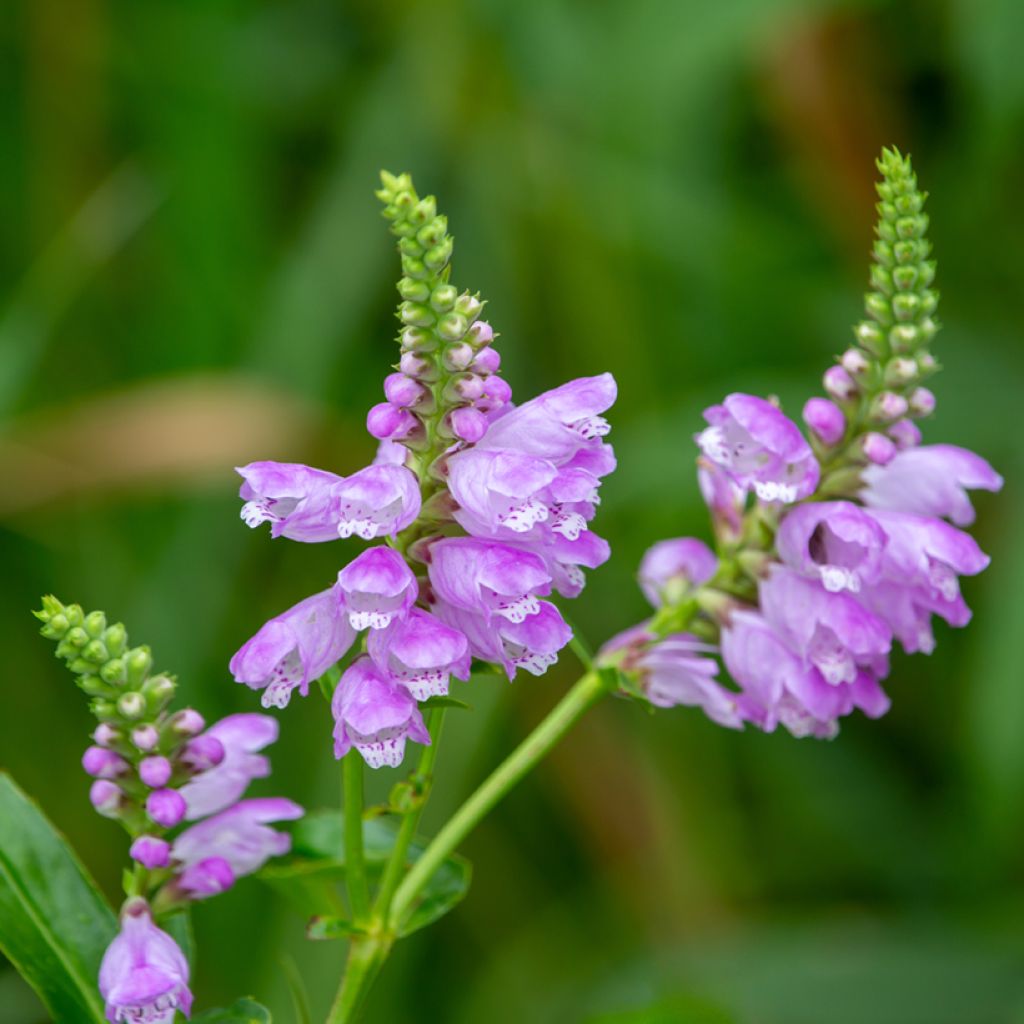 Physostegia virginiana Red Beauty - Obedient Plant