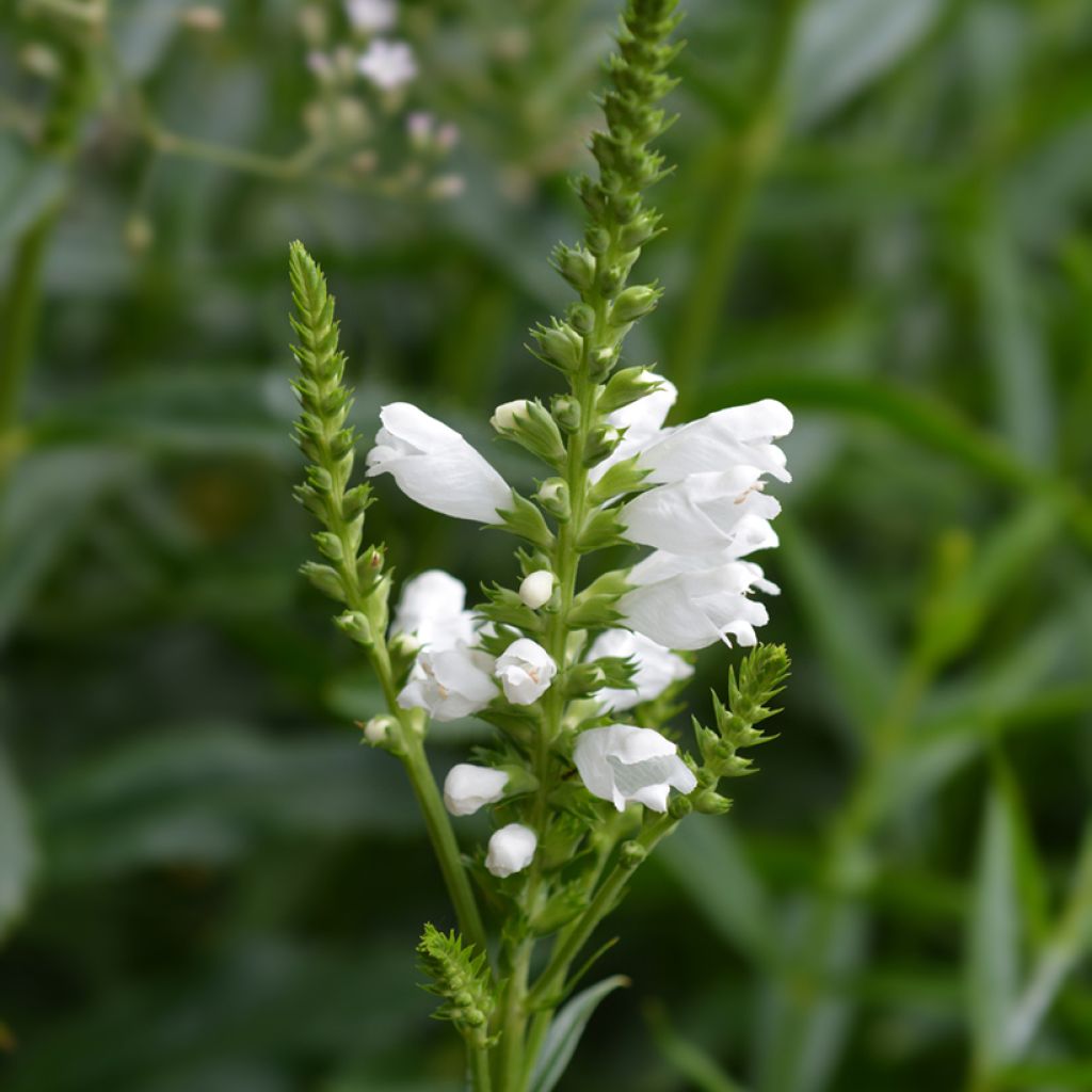 Physostegia virginiana Summer Snow - Obedient Plant