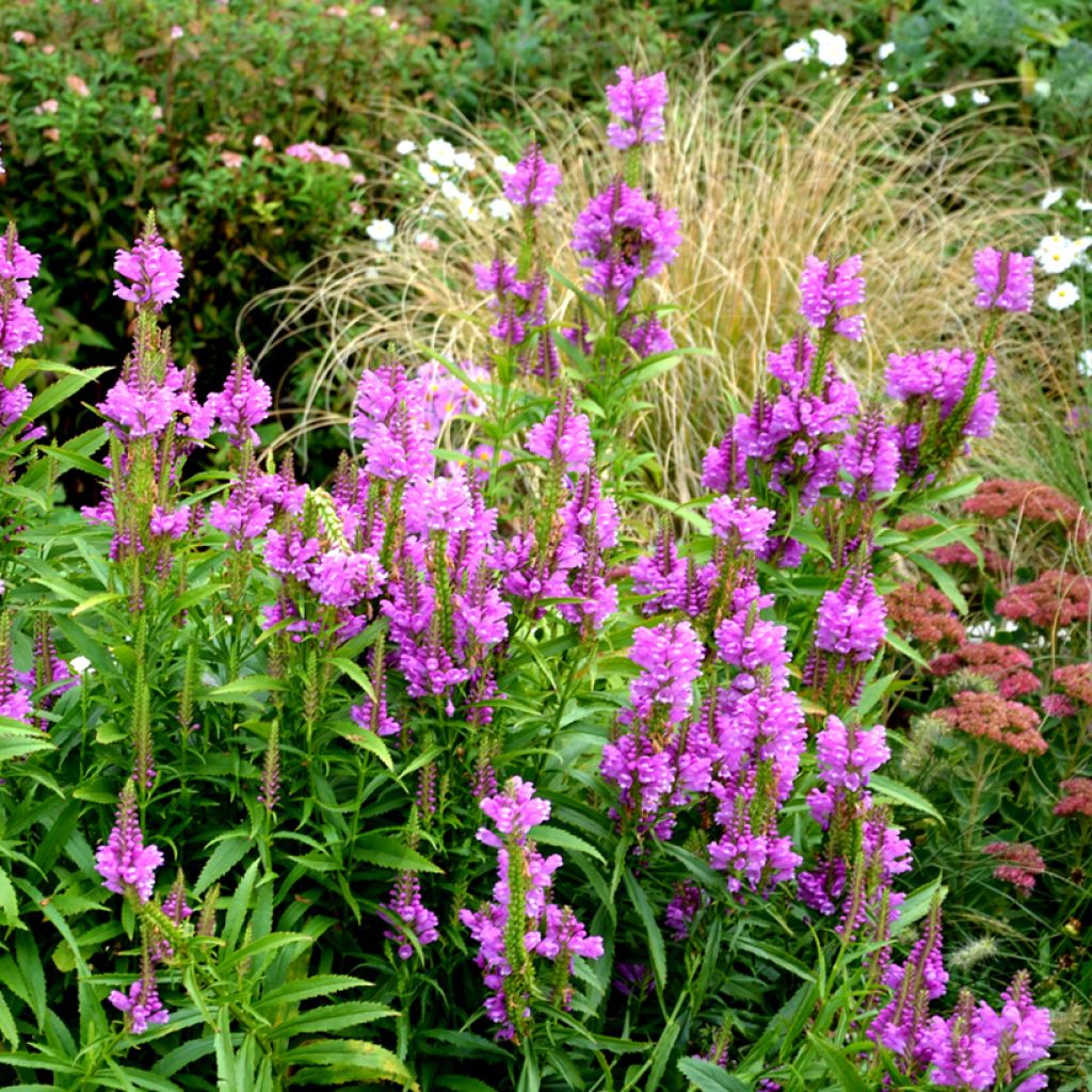 Physostegia virginiana Vivid - Obedient Plant