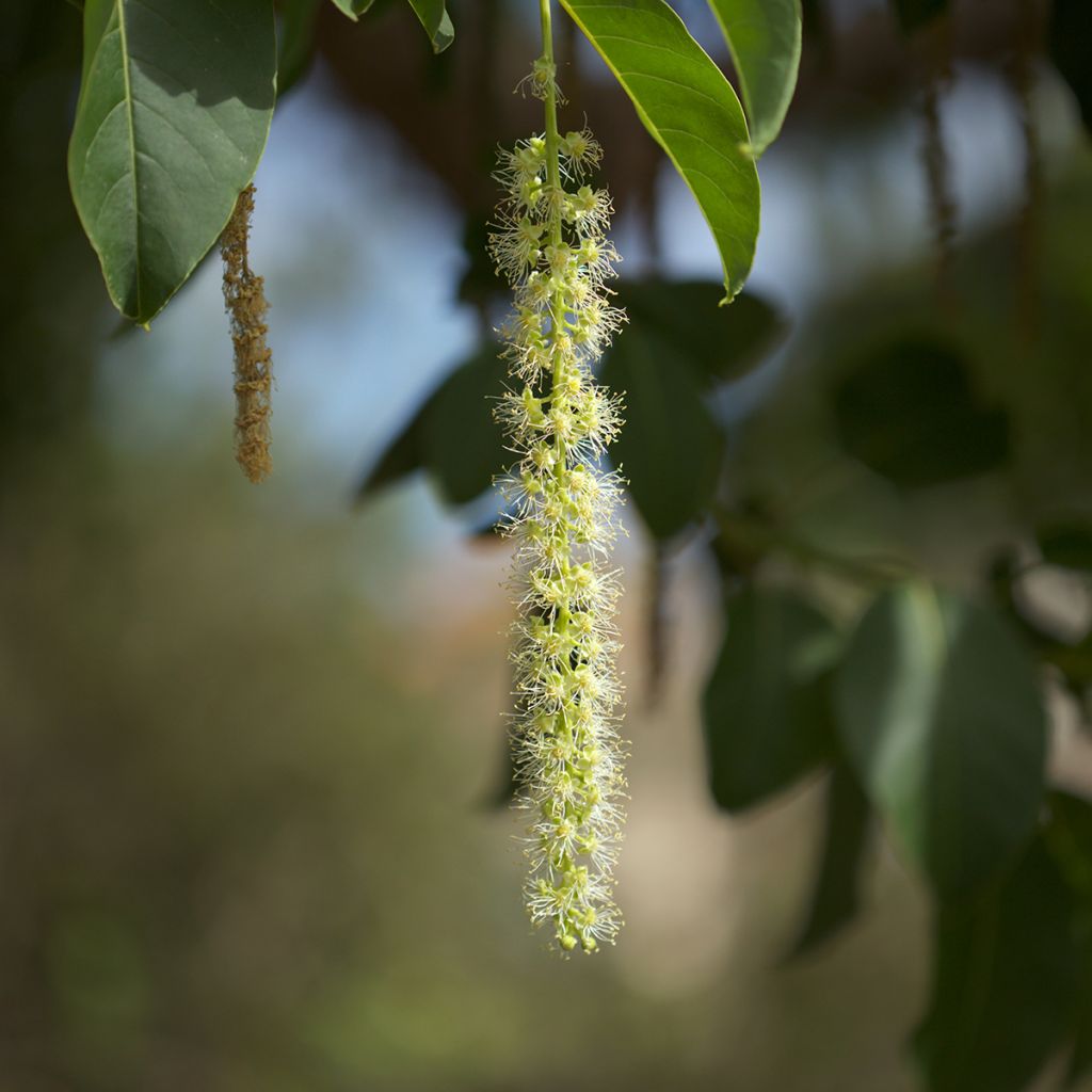 Phytolacca dioica - Belombra, Raisinier dioïque