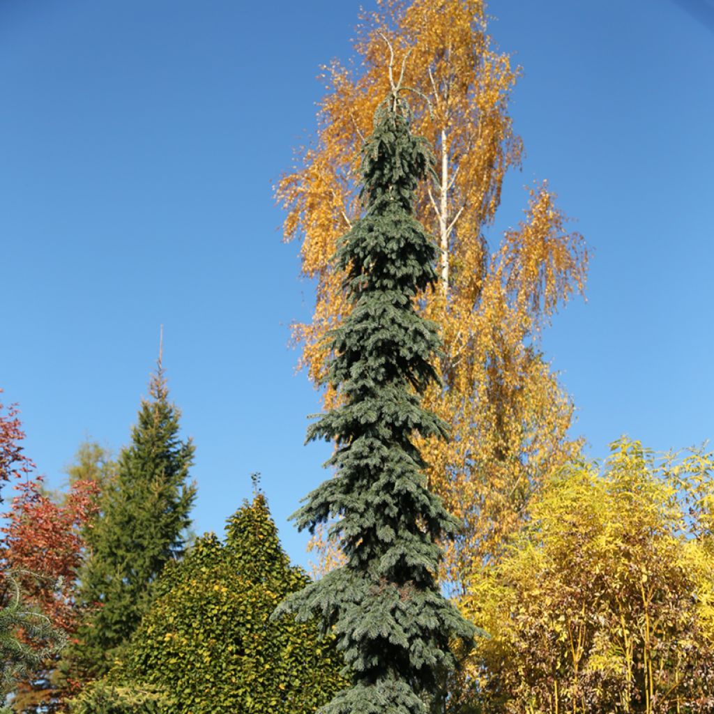 Picea glauca Pendula - White spruce pendula