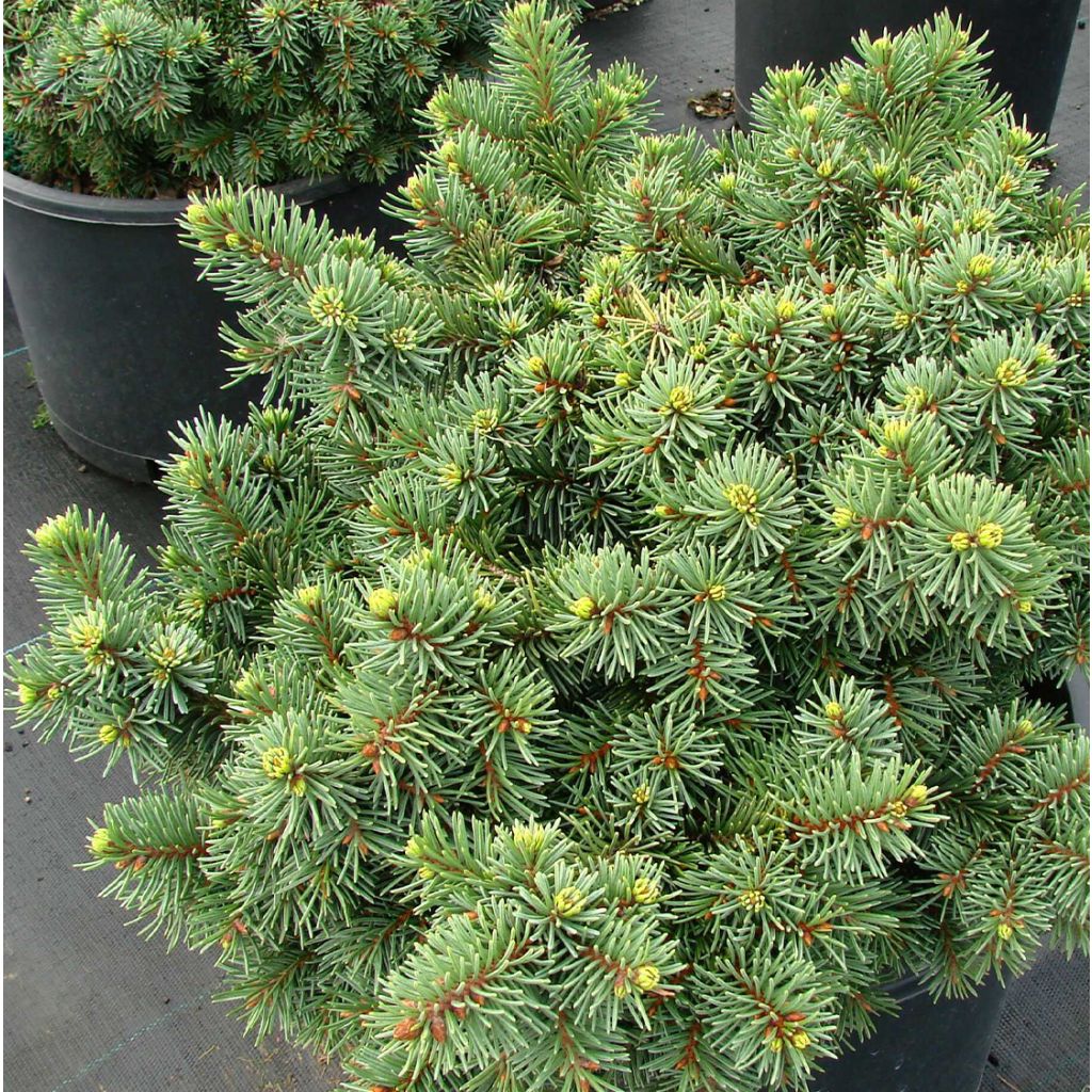 Picea pungens Mrs Cesarini - Blue Spruce