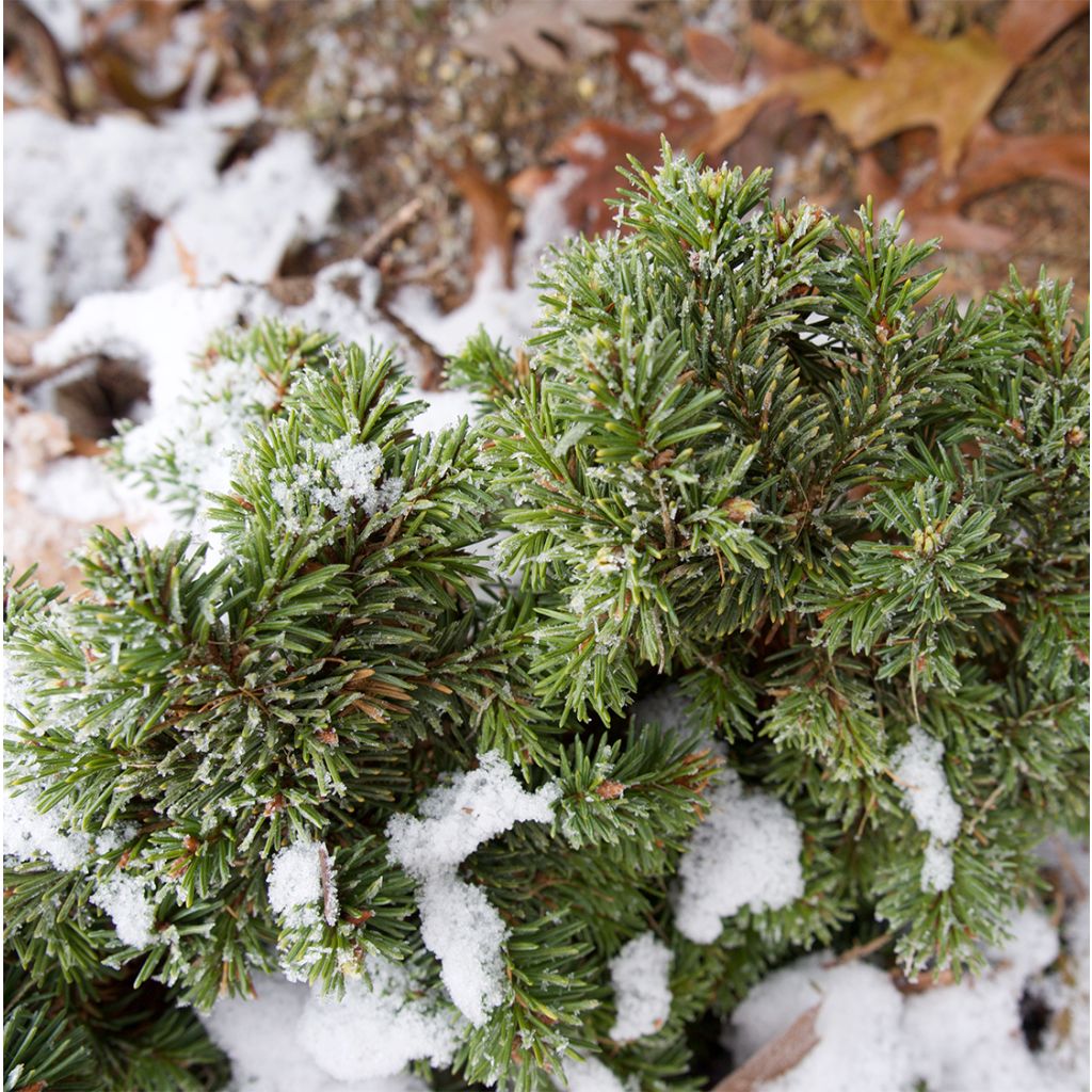 Picea pungens Mrs Cesarini - Blue Spruce