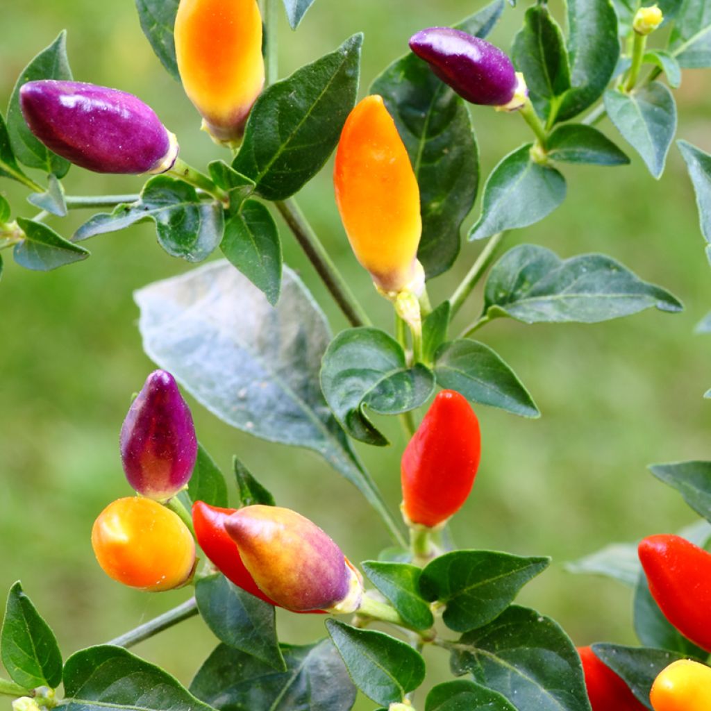 Pepper Numex Twilight - Capsicum annuum