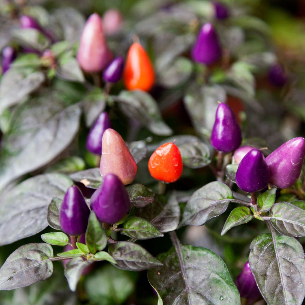 Pepper Numex Twilight - Capsicum annuum