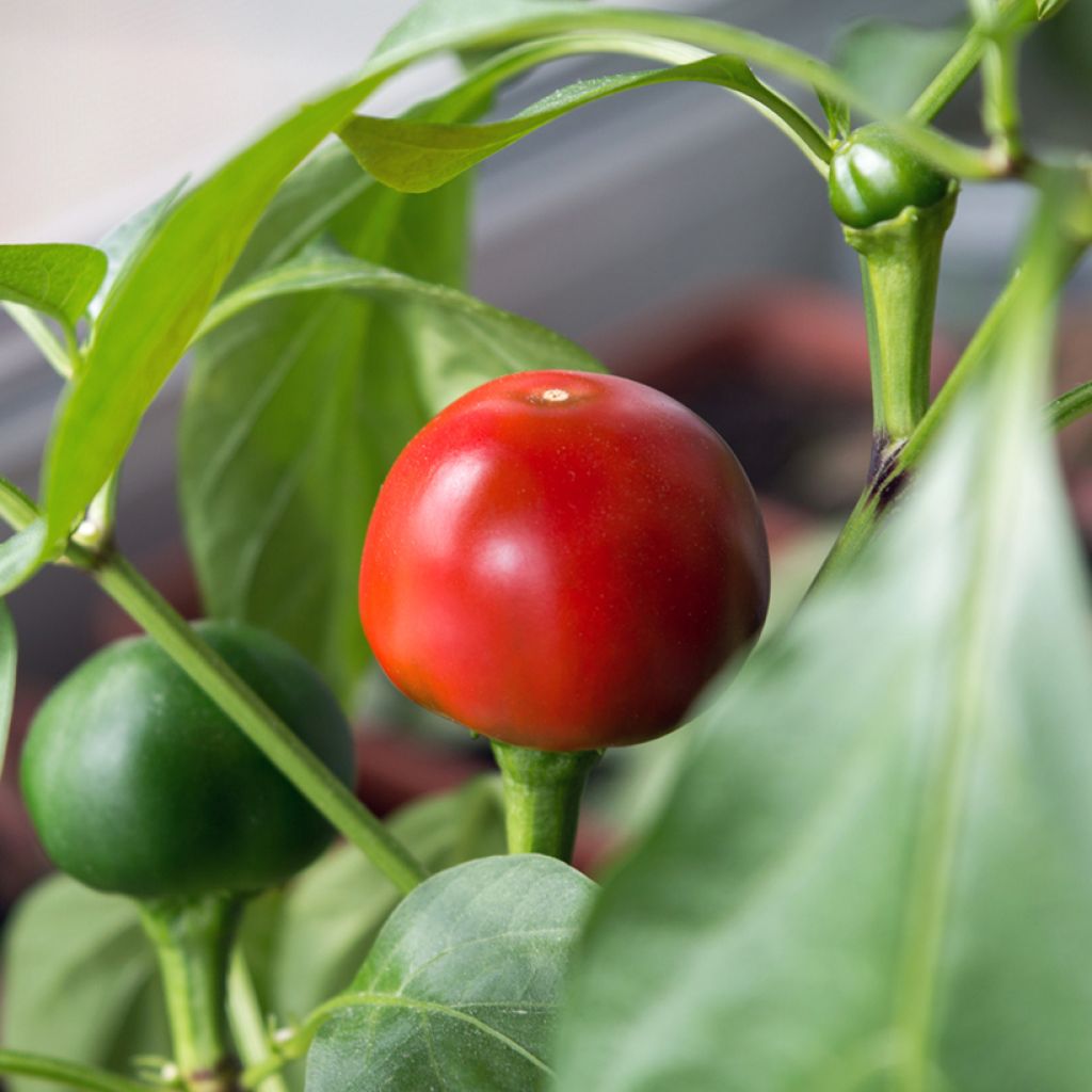 Chilli Pepper Red Cherry - Ferme de Sainte Marthe Seeds