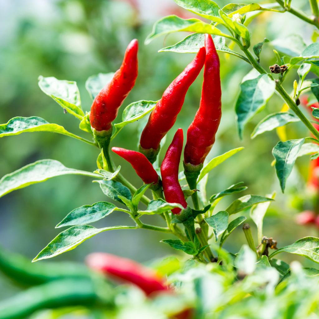 Cayenne Pepper - Ferme de Sainte Marthe Seeds