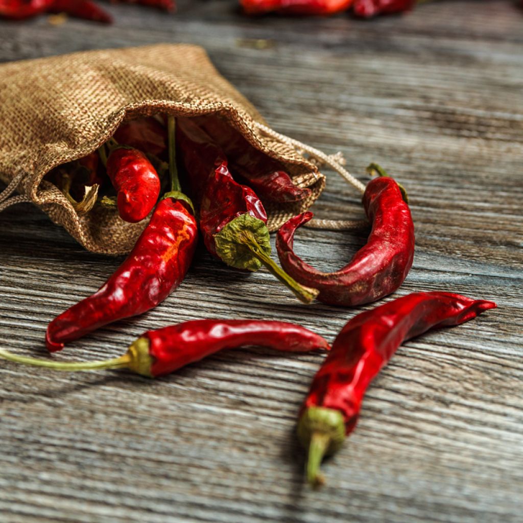 Cayenne Pepper - Vilmorin Seeds