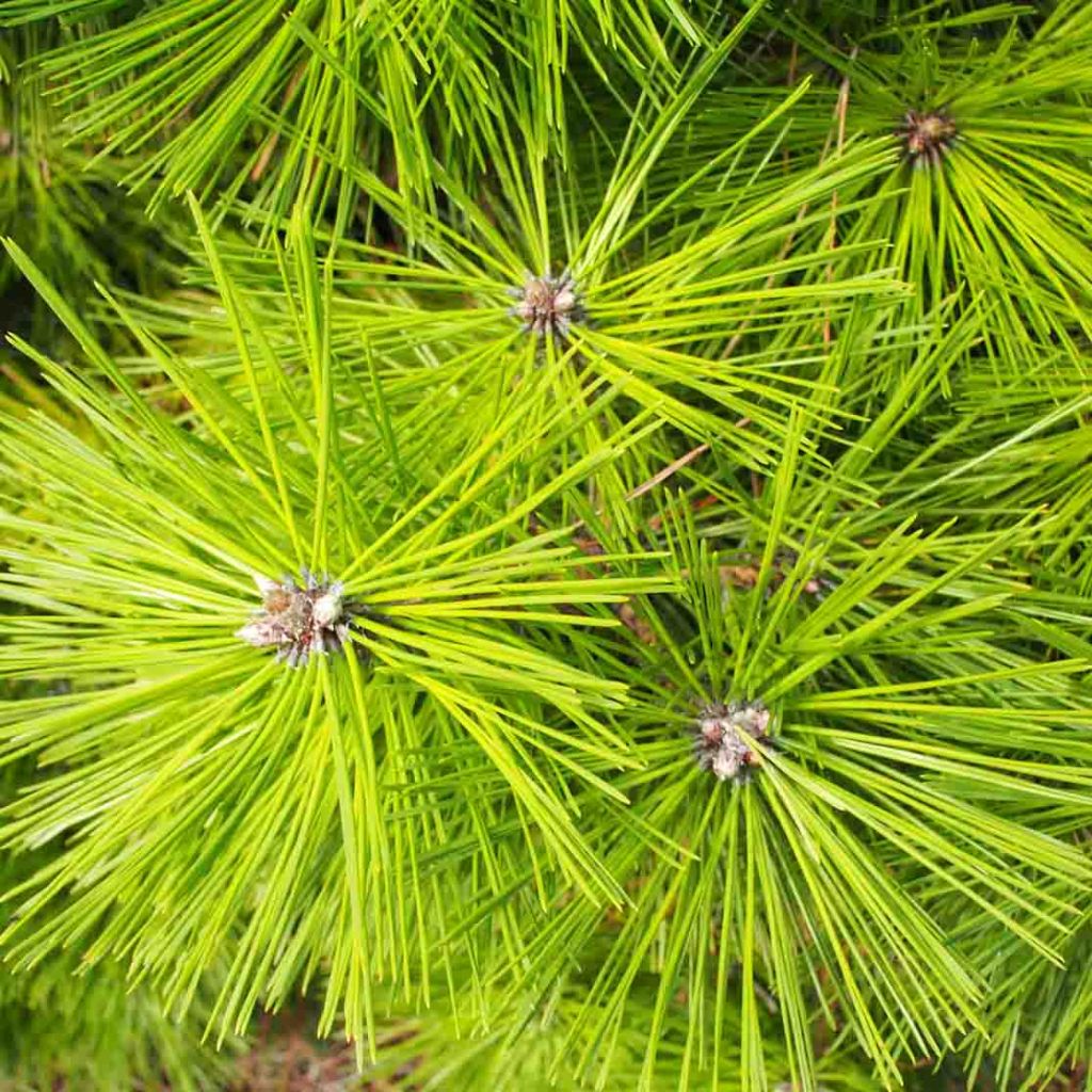 Pinus densiflora Jane Kluis - Japanese Red Pine