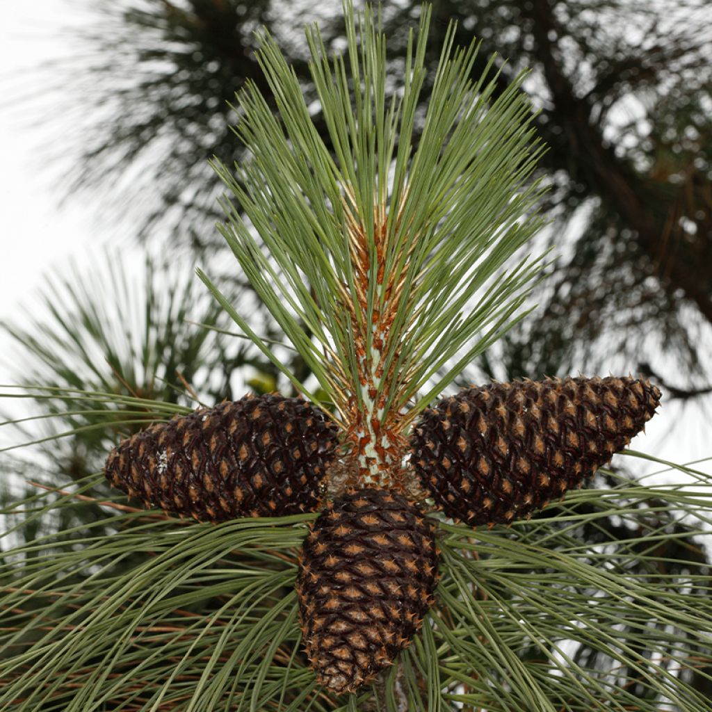 Pinus jeffreyi - Jeffrey's pine