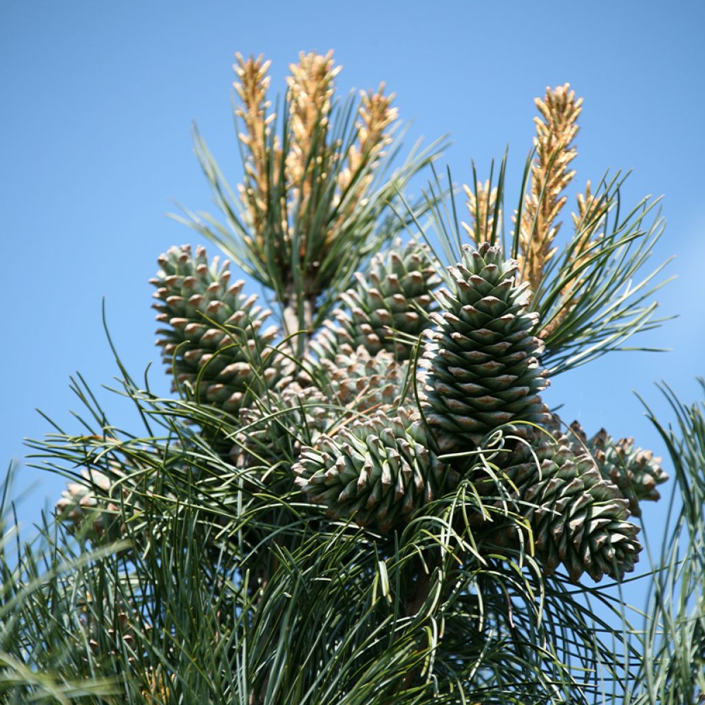 Pinus koraiensis Silveray - Korean white pine