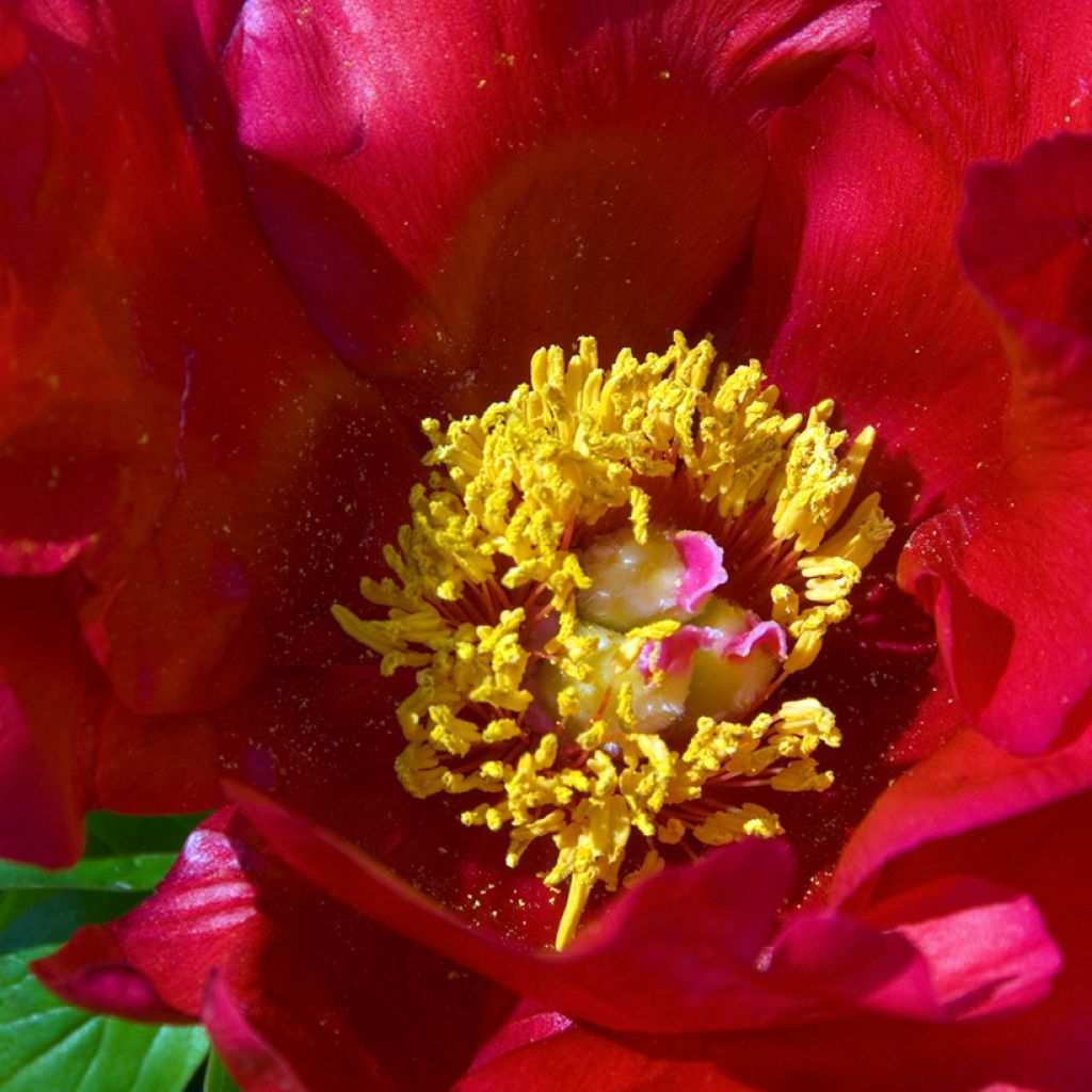 Paeonia peregrina lactiflora Blaze