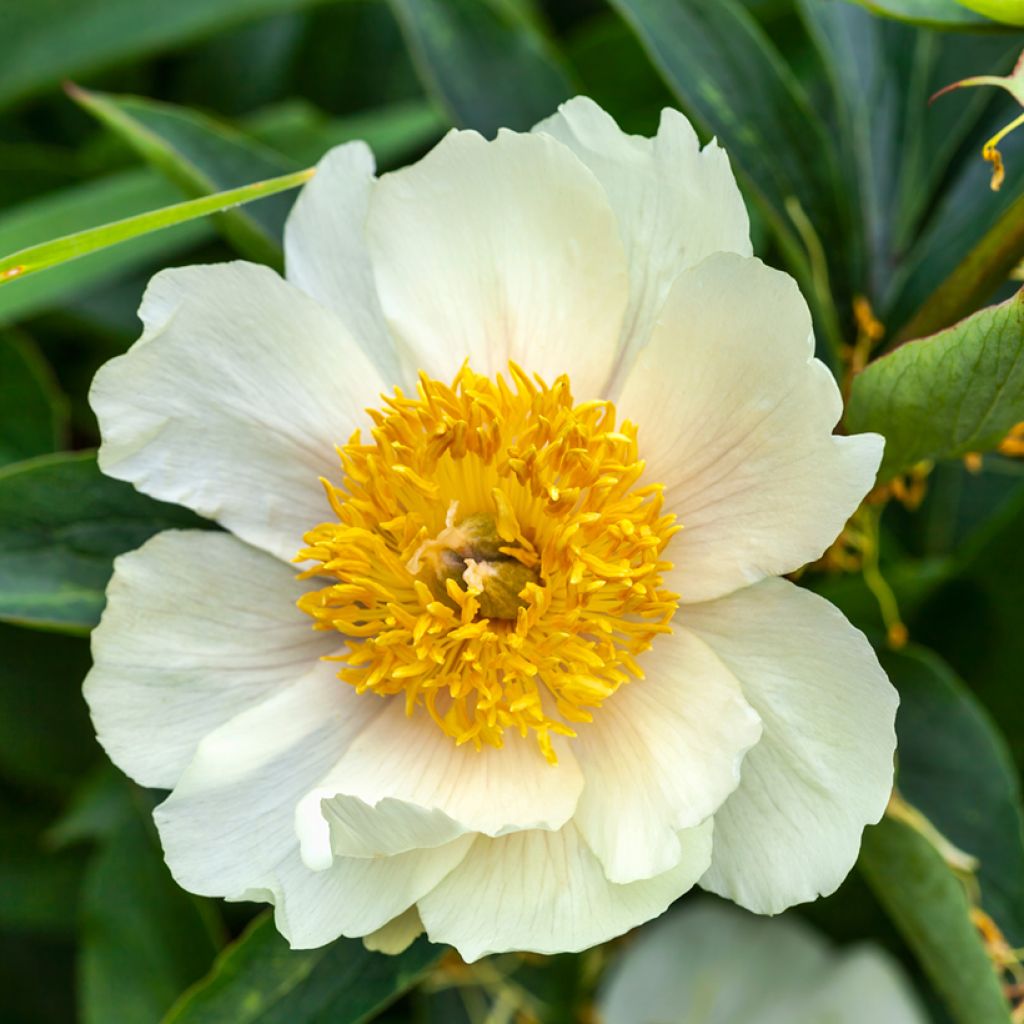 Paeonia lactiflora Claire de Lune