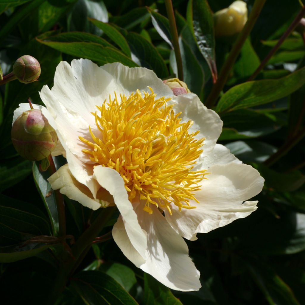 Paeonia lactiflora Claire de Lune