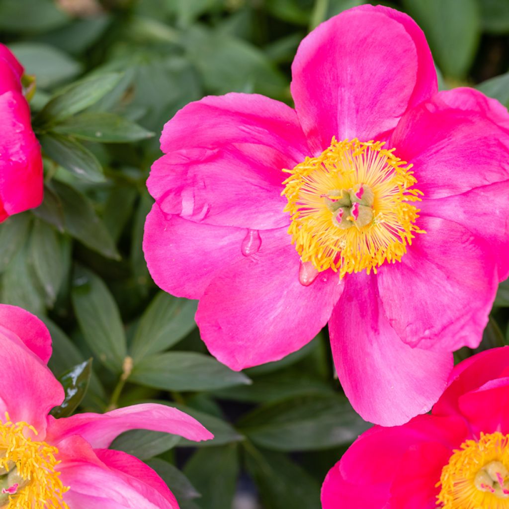 Paeonia Flame - Compact perennial hybrid peony, with single flowers ...