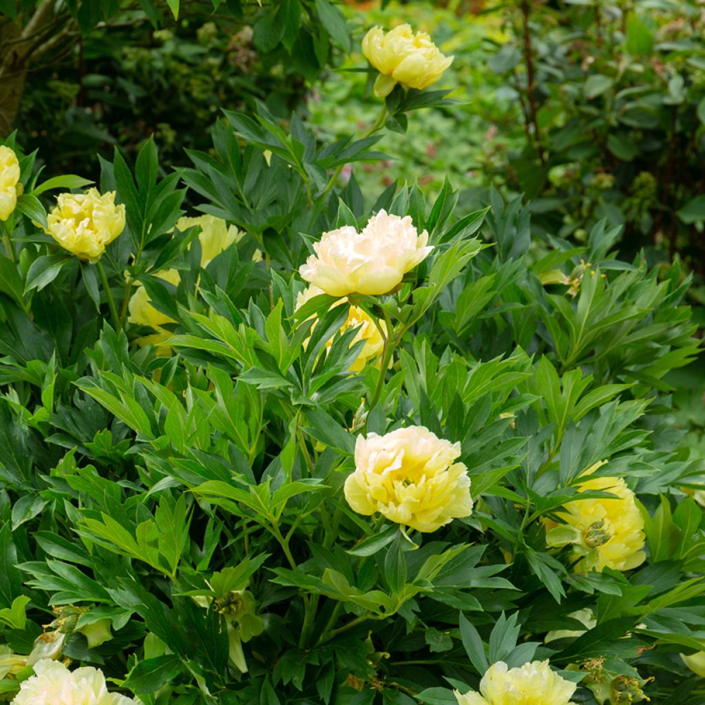 Paeonia Itoh Bartzella - Itoh Peony