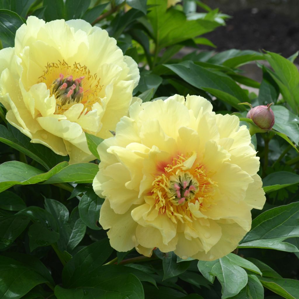 Paeonia Itoh Garden Treasure