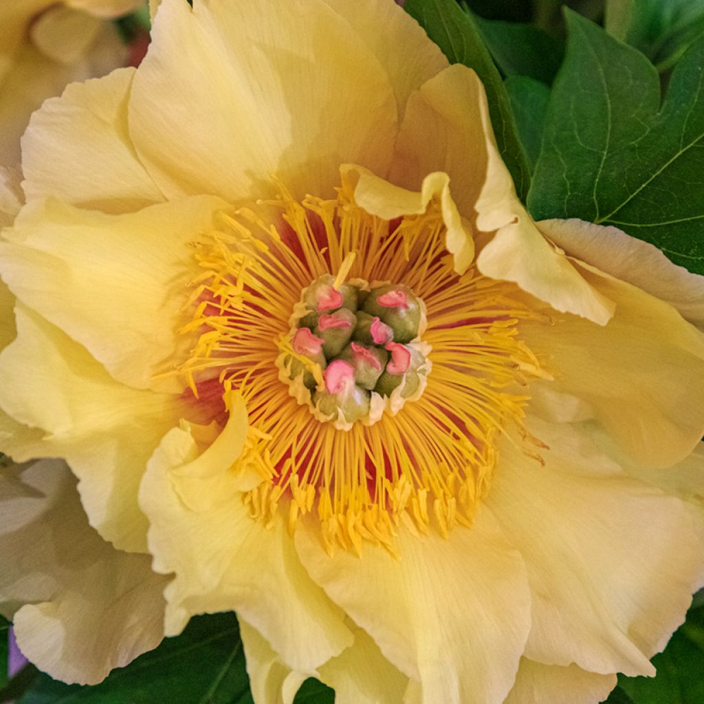 Paeonia Itoh Garden Treasure