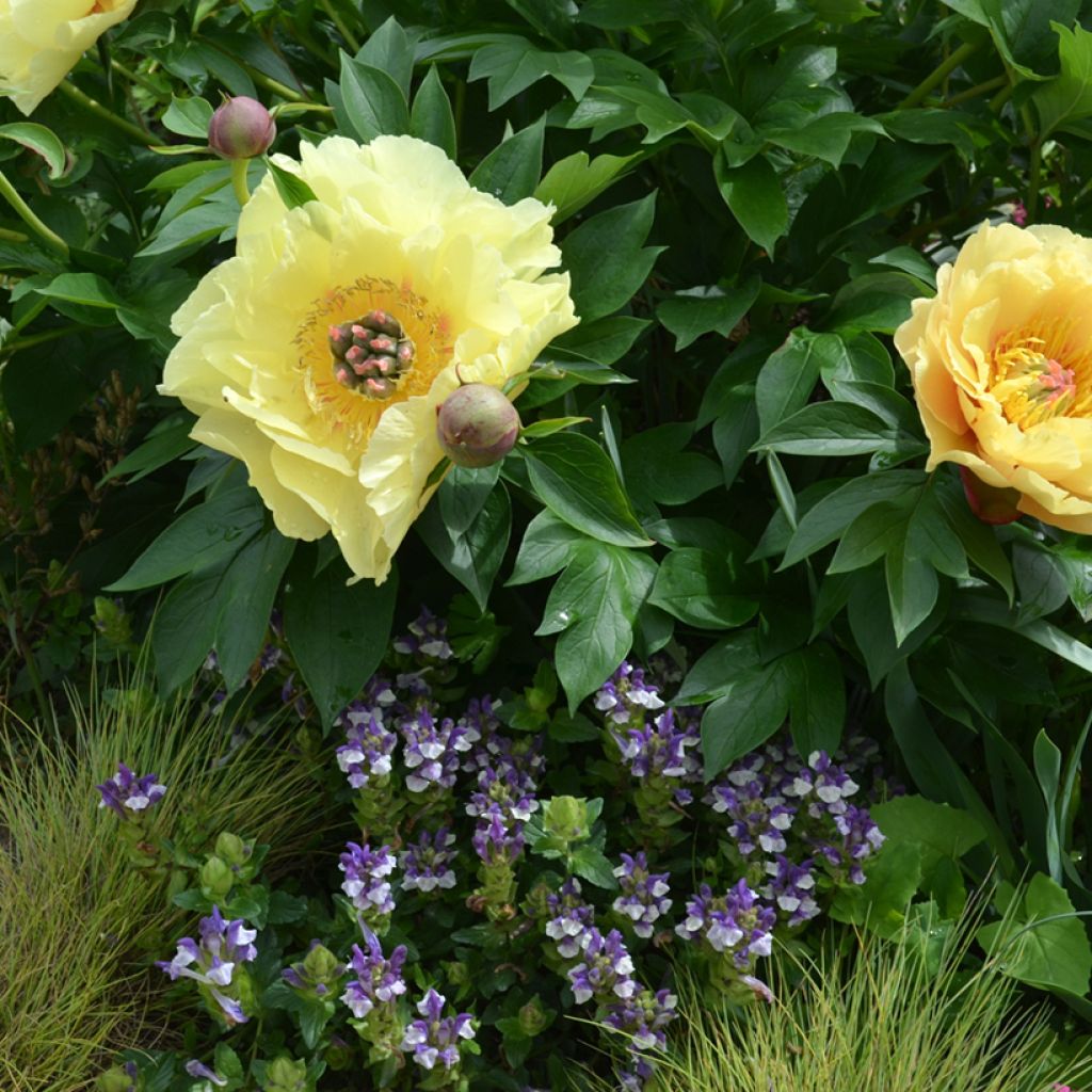 Paeonia Itoh Garden Treasure