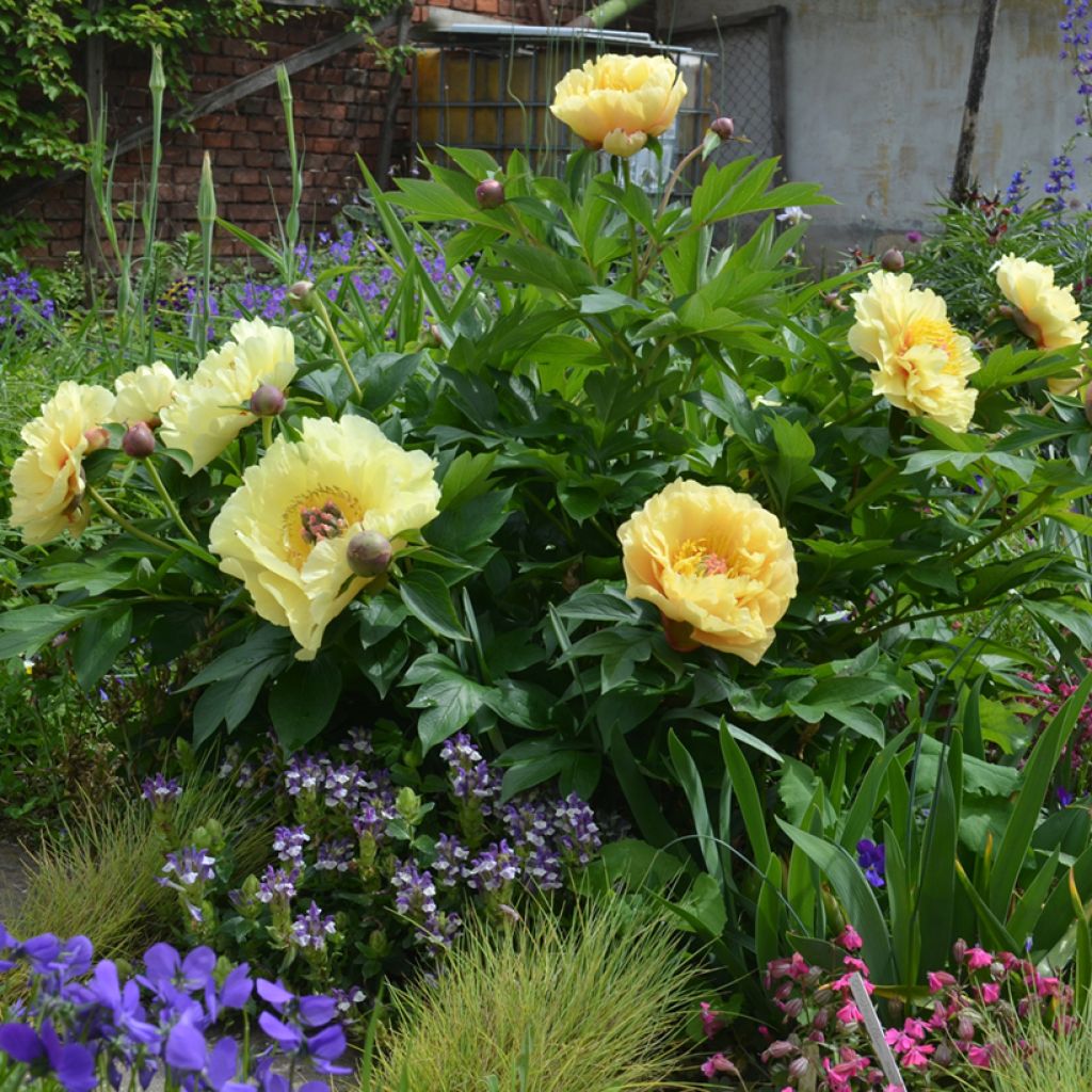 Paeonia Itoh Garden Treasure