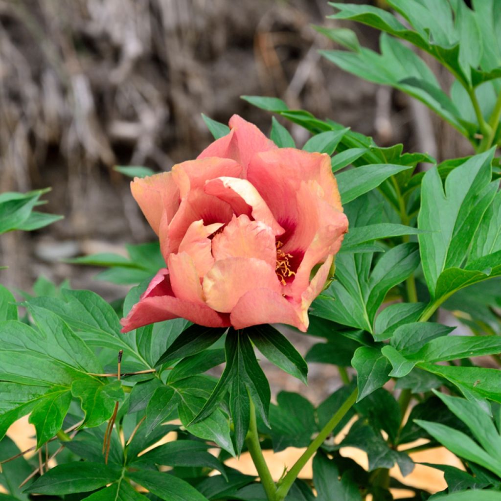 Paeonia Itoh Old Rose Dandy