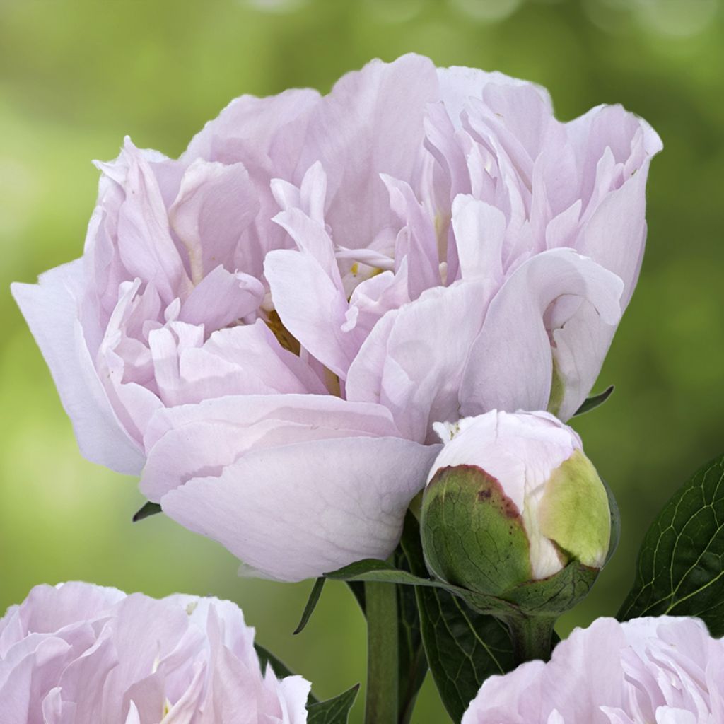 Paeonia x lactiflora Pink Vanguard - Chinese Peony