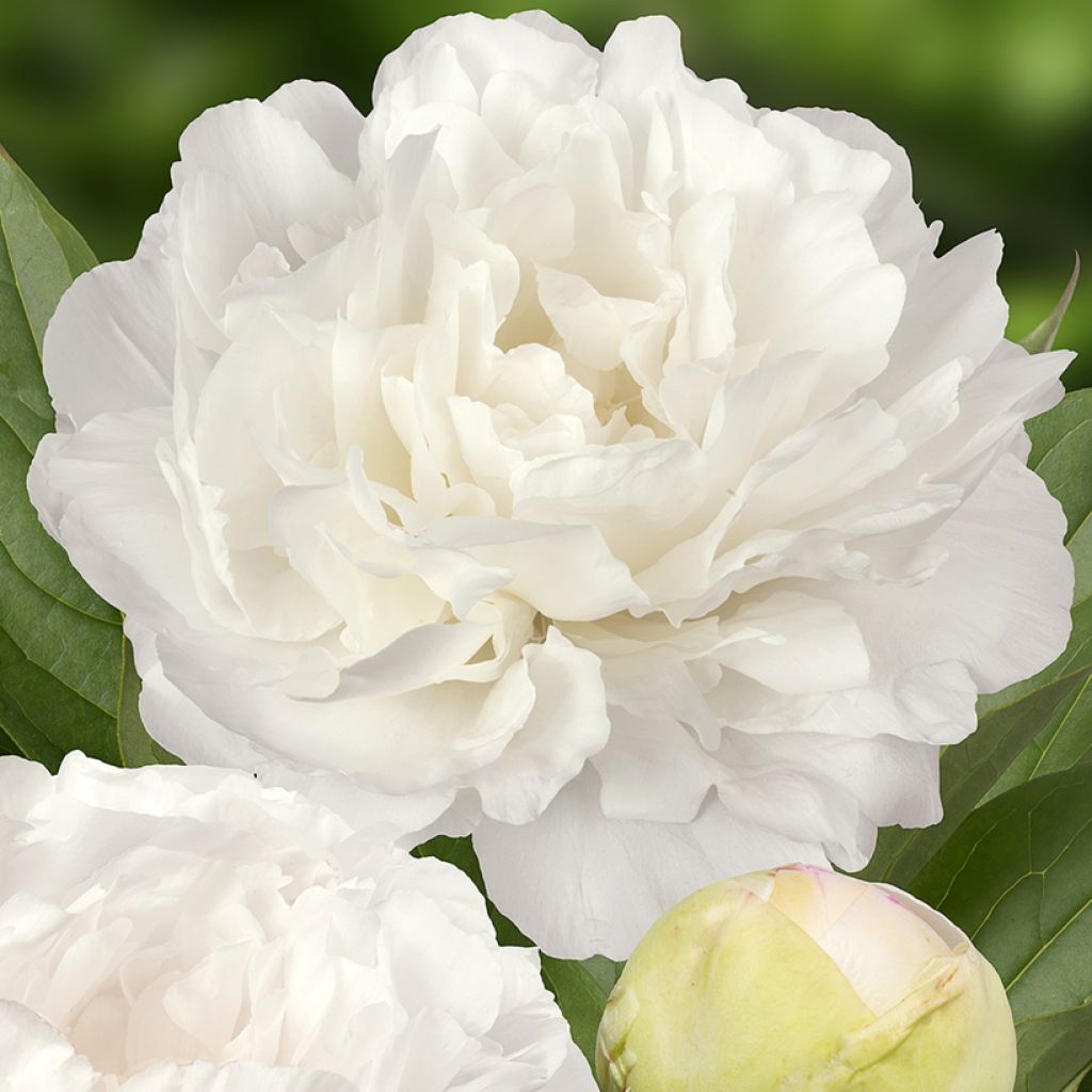 Paeonia x lactiflora Puffed Cotton - Chinese Peony