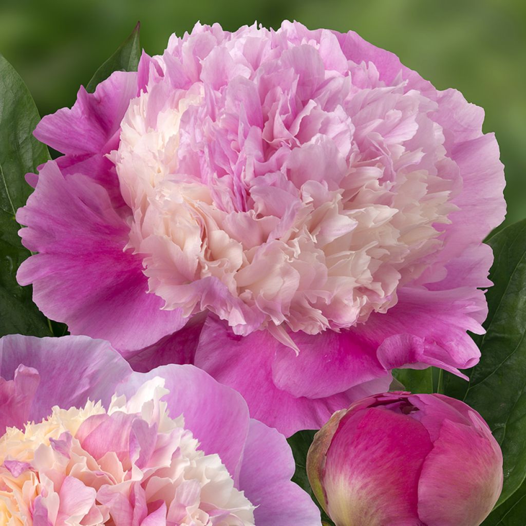 Paeonia x lactiflora She's my star - Chinese Peony