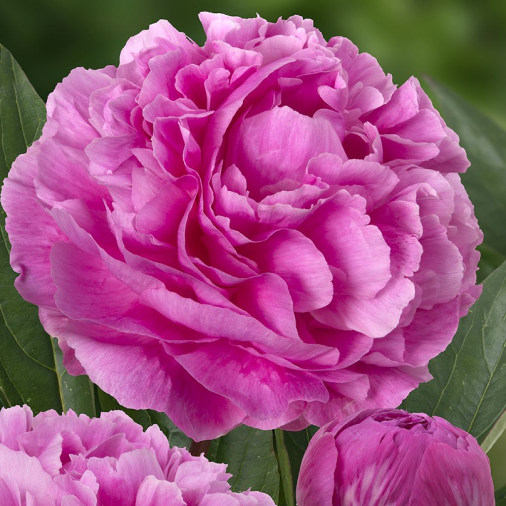 Paeonia x lactiflora Think pink - Chinese Peony