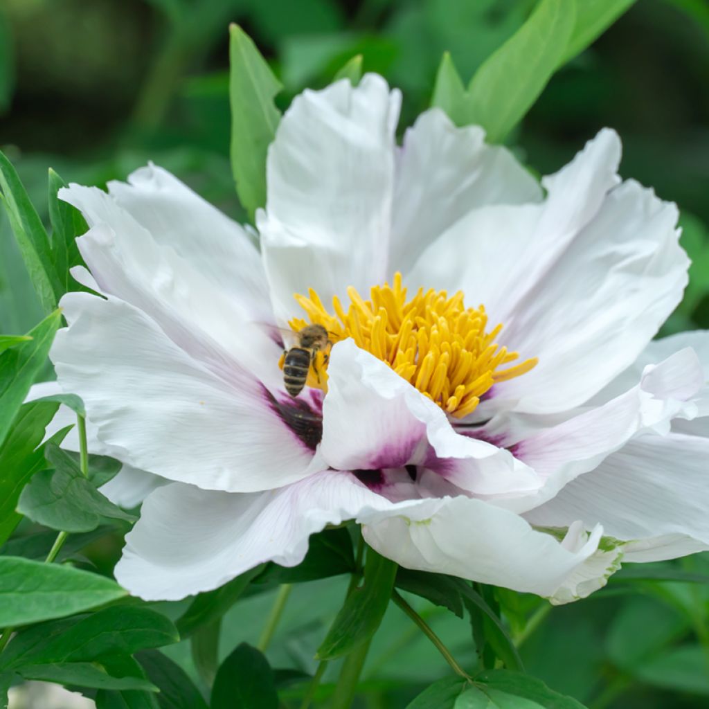 Paeonia ostii Feng Dan Bai - Tree Peony