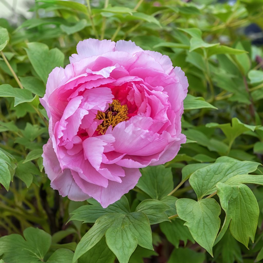 Paeonia suffruticosa Lu He Hong - Tree Peony