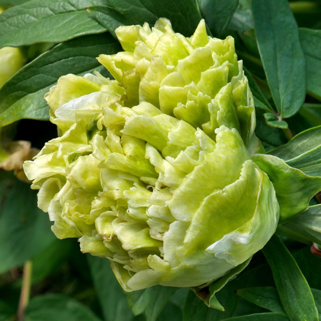 Paeonia suffruticosa Lu Mu Ying Yu - Tree Peony