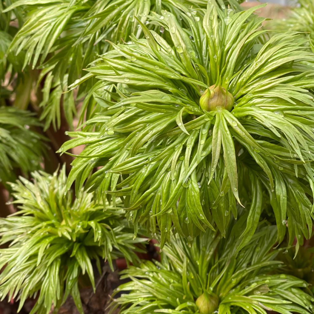 Paeonia anomala 