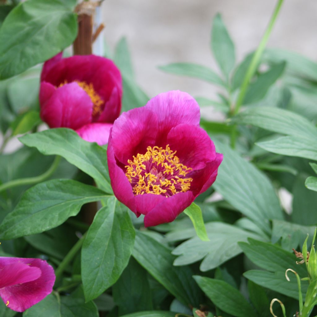 Paeonia mascula 