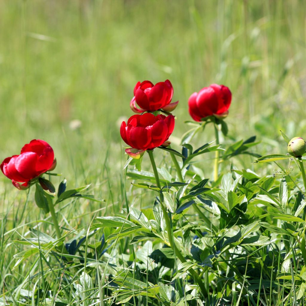 Paeonia peregrina 