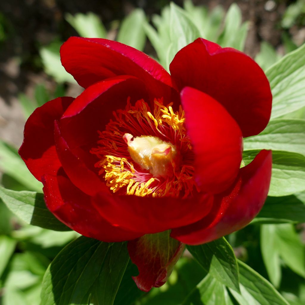 Paeonia peregrina 