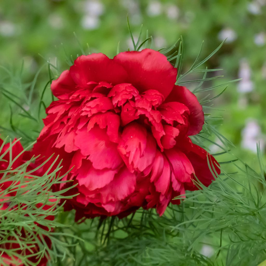 Paeonia tenuifolia Plena