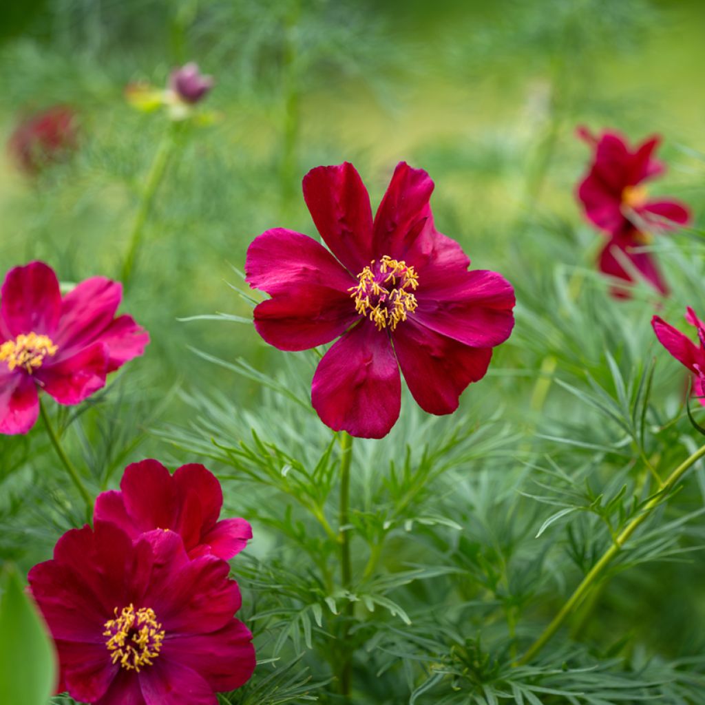 Paeonia tenuifolia 