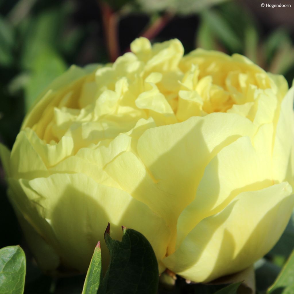 Pivoine itoh Yellow Crown 