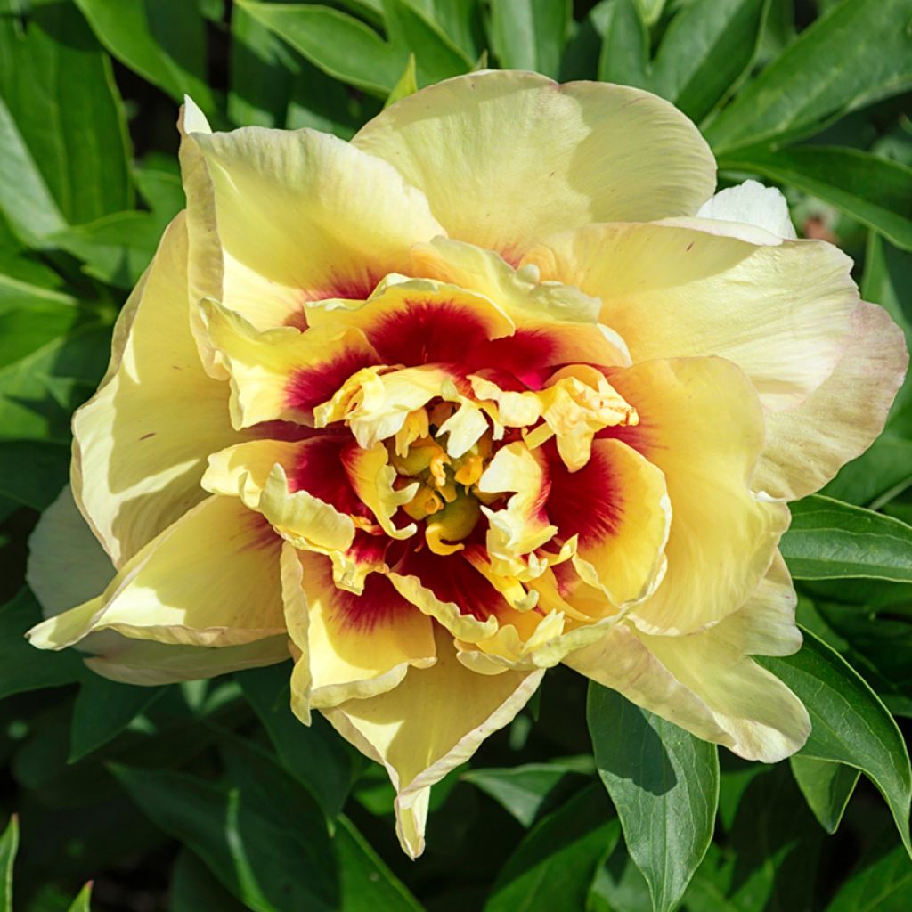 Paeonia itoh Yellow Crown